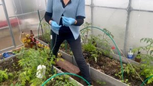 Подвязываем томаты в теплице. Способы подвязки. Свободная петля.