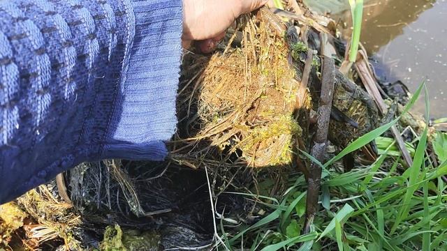 Почистил прудик у дома. Много тритонов смотреть онлайн