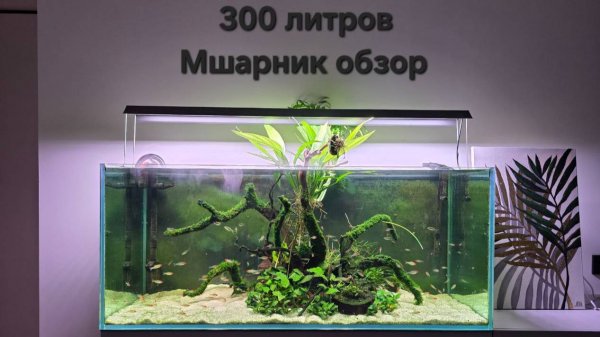 Обзор мшарника 300л