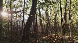 Волшебный Путник *** Блики состояний,настроений далекого или нет 2008-го...