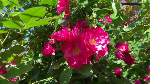 24.05.2025 Цветы