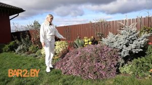 Цветник. Астра вересковая: чем хороша и как выращивать