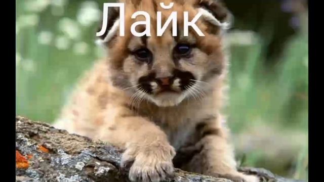 мой актив.mp4 смотреть онлайн