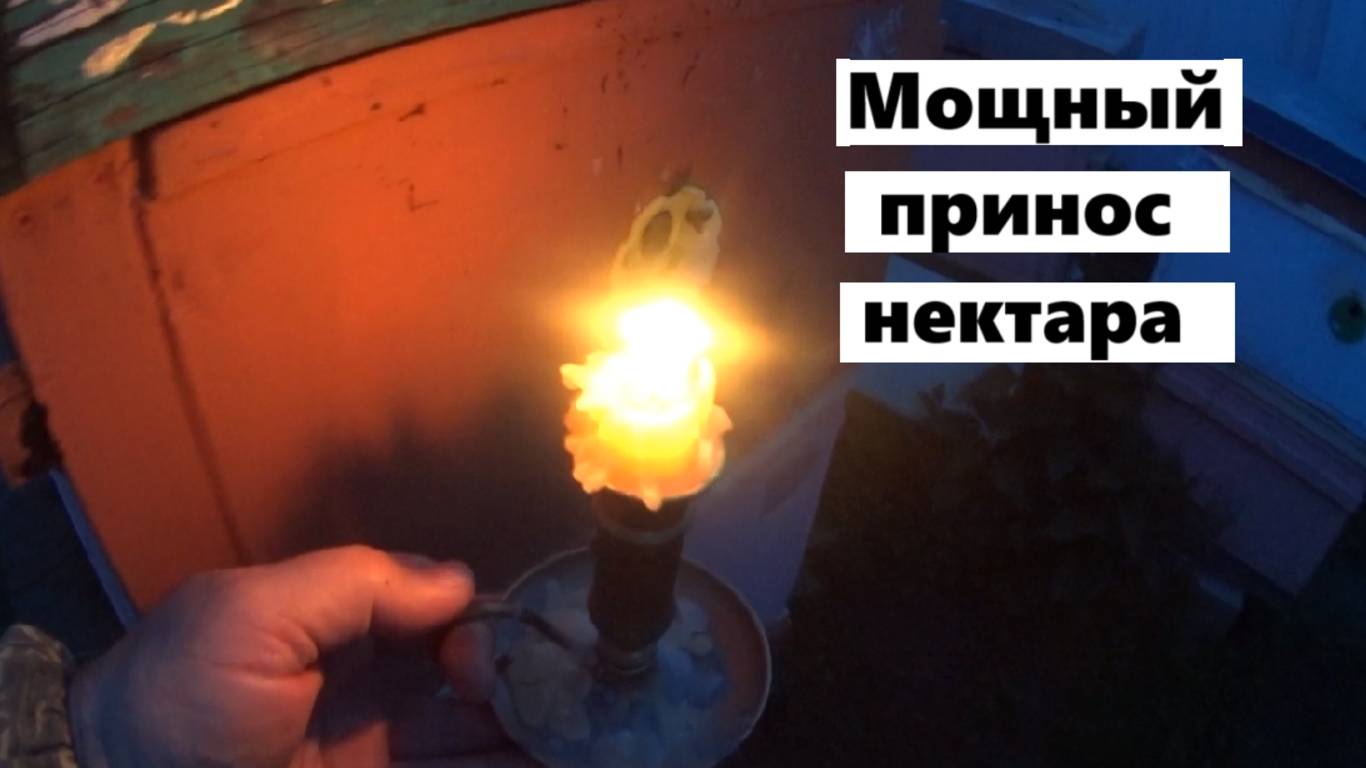 Пчёлы несут майский мёд. смотреть онлайн