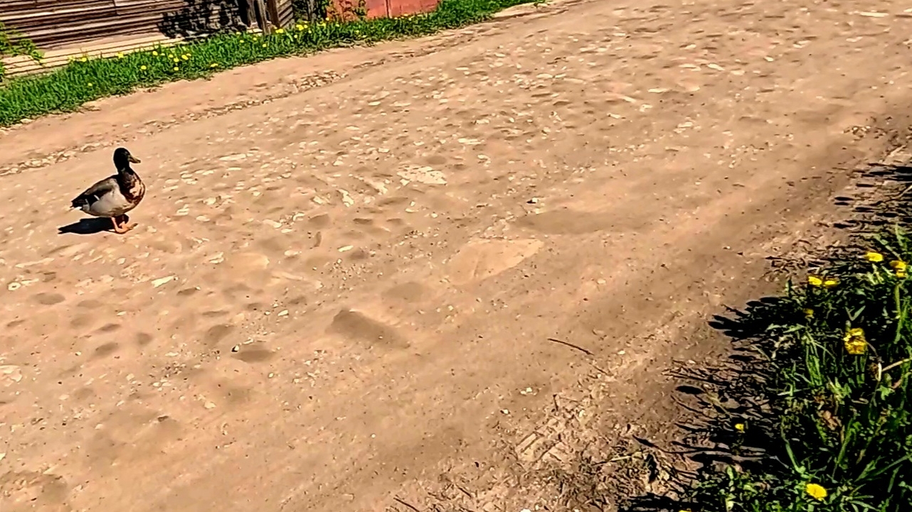 Операция по спасению... Махровый цветок на томатах.. смотреть онлайн