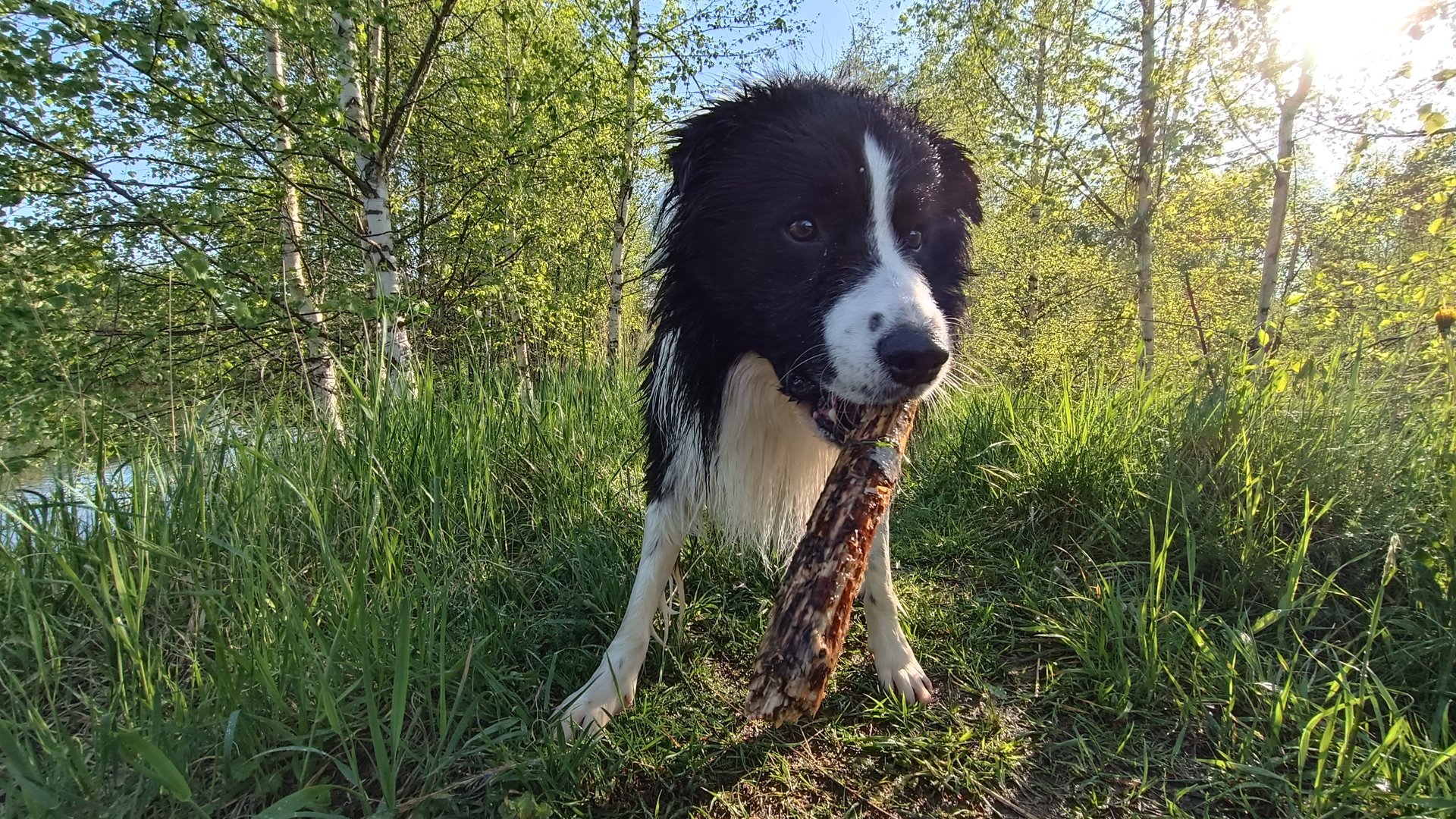 Бордер колли принимает решение _ квест _ мостик на пруду