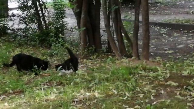 Игрушки для уличных котов. Без кота и жизнь не та. смотреть онлайн