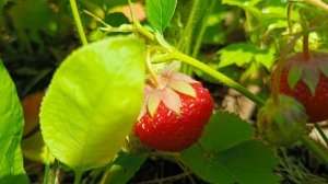 ВЛОГ : ПЕРВАЯ КЛУБНИКА / ВКУСНЫЙ УЖИН / УСТРОИЛИ С МАРУСЕЙ ФОТОСЕССИЮ