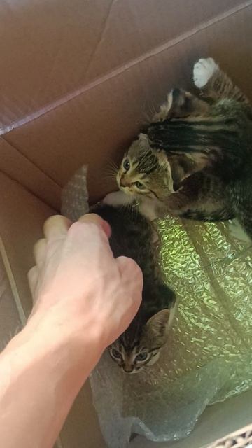 Вислоухие малыши.