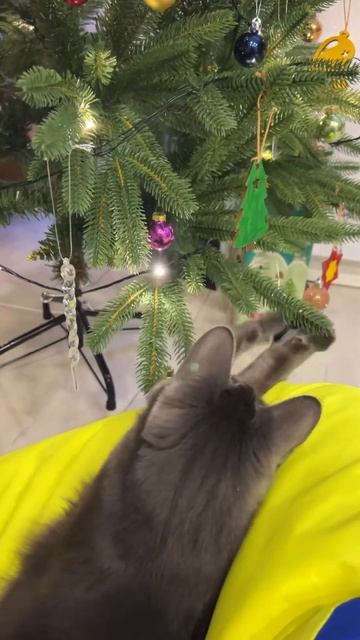 Бьянка всех поздравляет с наступающим Новым Годом смотреть онлайн