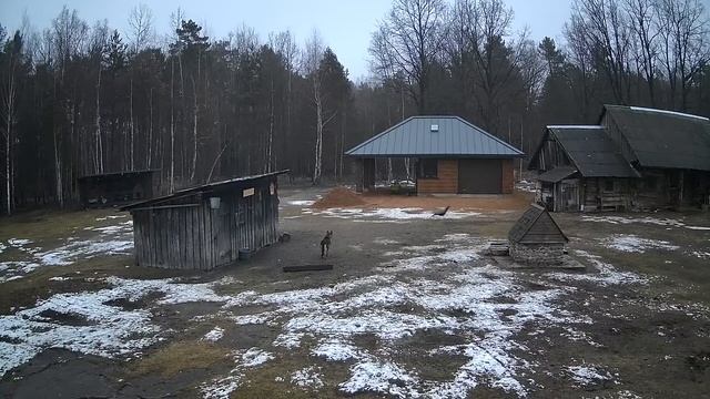 Щенок Айза и павлин одни во дворе на камере видеонаблю