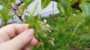 Яблочный цаетоед на груше. Как бороться?