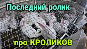 Снова КРОЛИКИ и снова КРОЛЬЧАТНИК