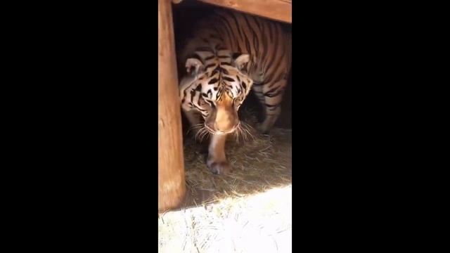 Funny Animals /СМЕШНЫЕ ЖИВОТНЫЕ/ТЕСТ НА ПСИХИКУ/ ПОПРОБУЙ НЕ ЗАСМЕЯТЬСЯ/ЛУЧШИЕ ПРИКОЛs/HappyDay смотреть онлайн