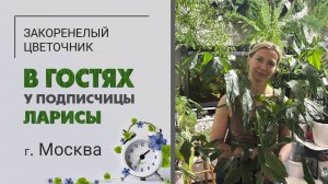 В гостях у Ларисы. г. Москва. Папоротники, взрослая хатиора, хойи, пальмы, кофе и бугенвиллии.