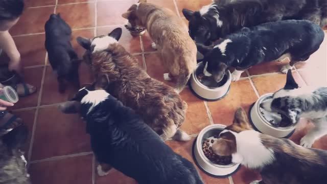 Пушистое утро и весёлый день 🐶🐱 Что делают мои зверята? смотреть онлайн