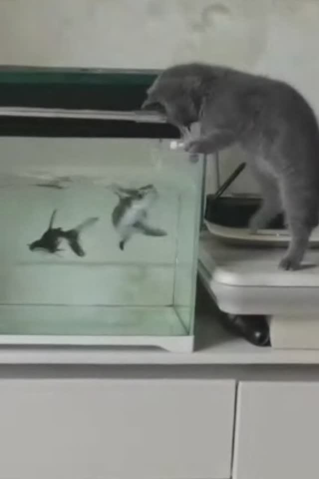 Кто кого хочет съесть? смотреть онлайн