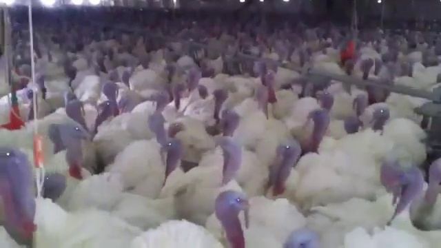 Хохма! Индюки как орлы! смотреть онлайн