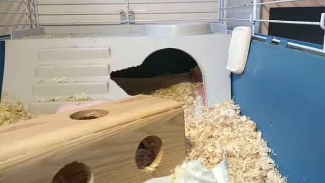Завтрак морской свинки. 🐹 смотреть онлайн