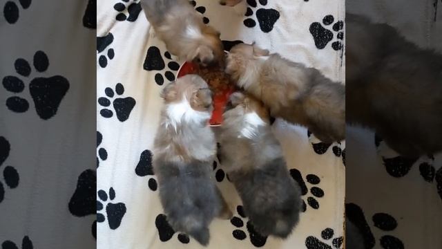 Шелти дети Вари и Тёмы обедают.