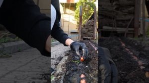 #высаживаем лук#на перо#севок#кущевка#огород