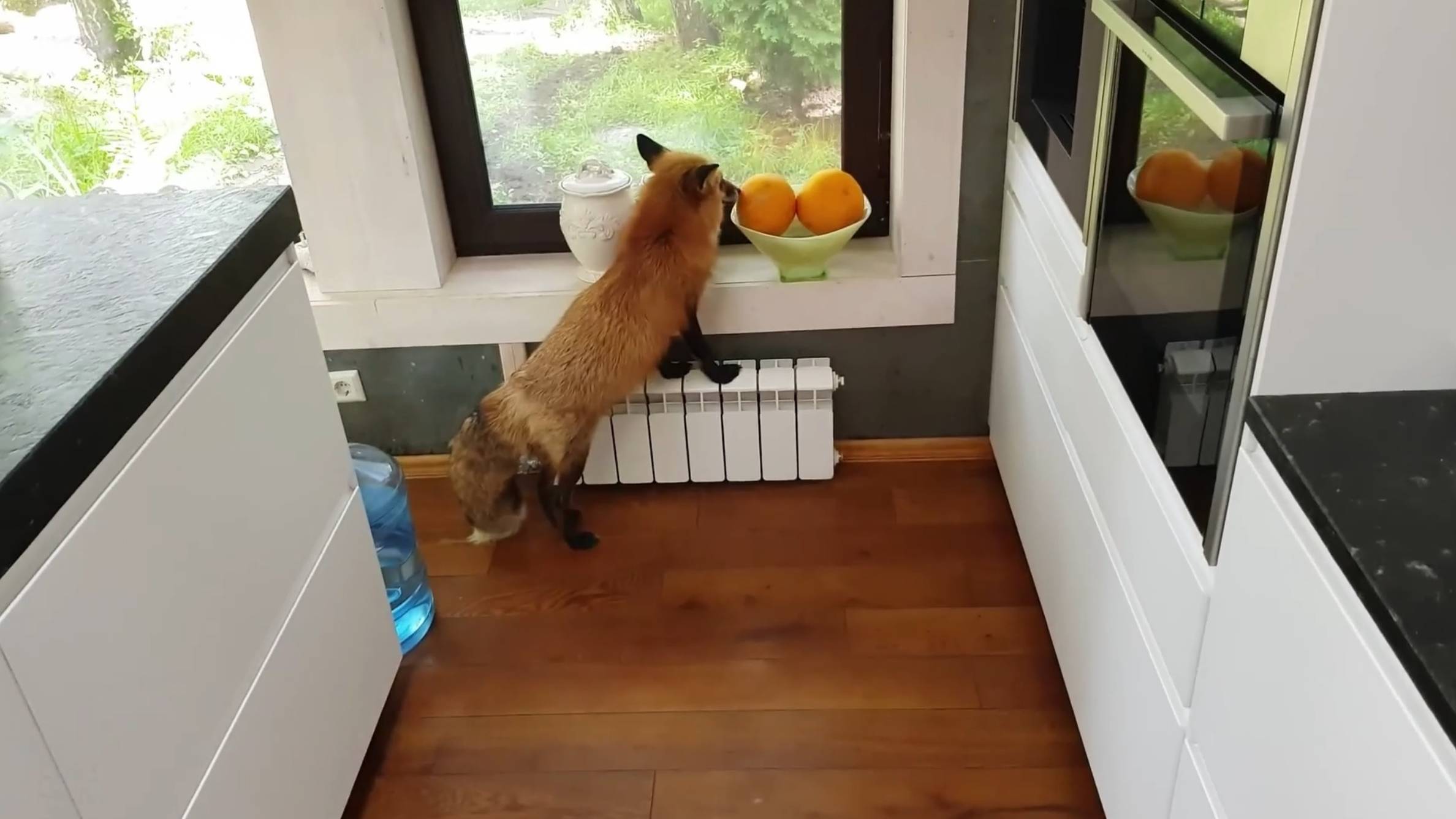 Лиса-Алиса. Неожиданное угощение для лисы смотреть онлайн