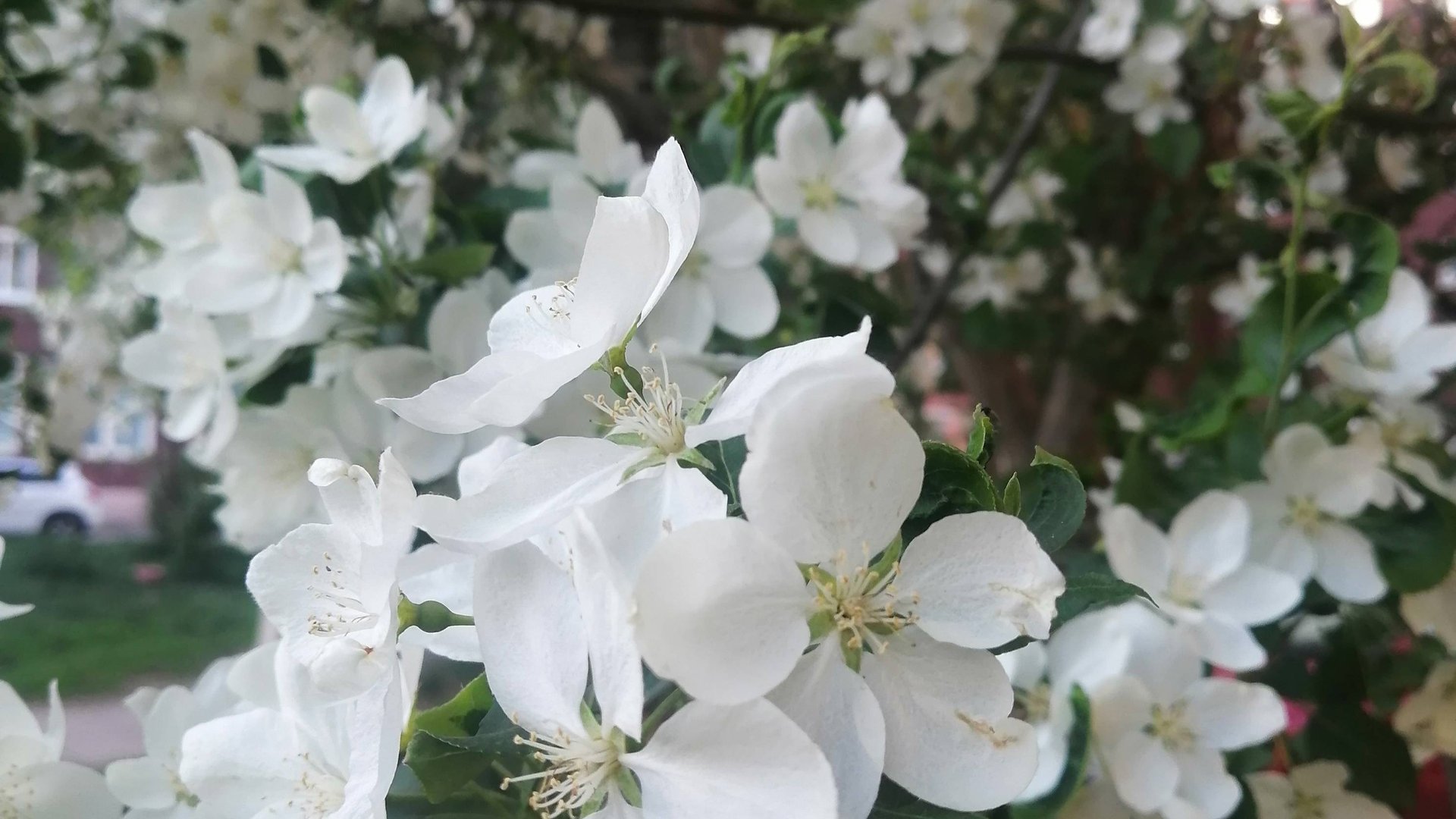 Подкормка яблоньки и борьба с вредителями смотреть онлайн