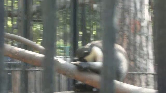 крутая обезьянка )) смотреть онлайн