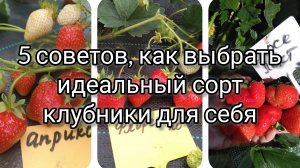 5 советов в выборе идеального сорта клубники для себя.