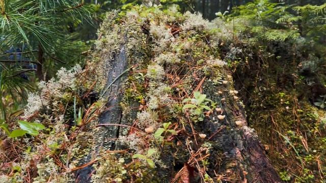 Водопад Черный Шаман/Север Приморского края