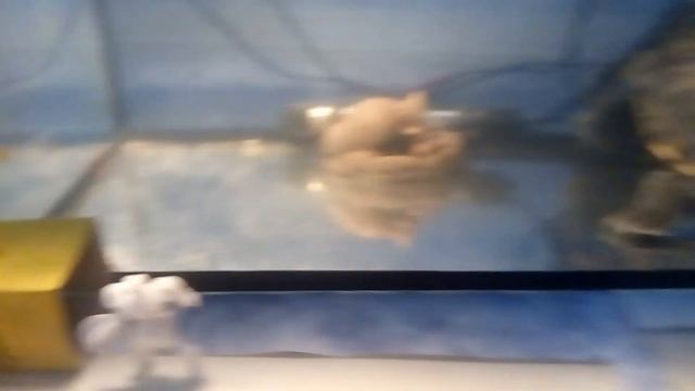 Красивое и оригинальное украшение для аквариума или клетки на Хэллоуин. смотреть онлайн