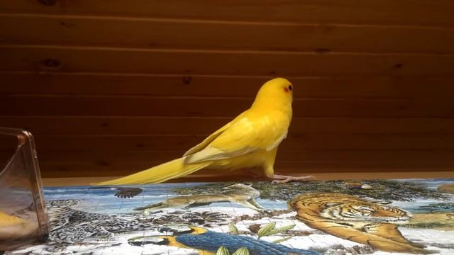ПОПУГАЙ КЕША. № 2 Parrot Kesha. смотреть онлайн