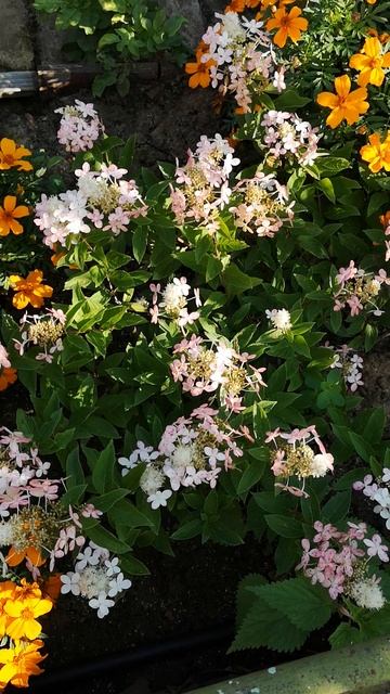 Гортензия метельчатая  в глинистой почве