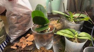 Dana Protasova в прямом эфире - пересадка орхидей!🔥🌸♥️