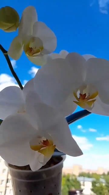 Орхидея Кембридж 🥰Phal. Cambridge 🤍🤍🤍 смотреть онлайн