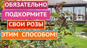 ЛУЧШАЯ ПОДКОРМКА РОЗ ДЛЯ ПЫШНОГО ЦВЕТЕНИЯ!