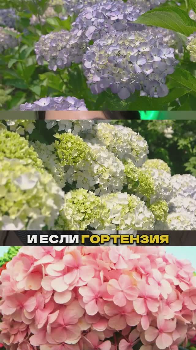Вы Делаете Это - и Гортензия Не Цветет! ⚠️🌸 смотреть онлайн