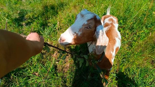 Продаю коз. Последняя прогулка 🌿 смотреть онлайн