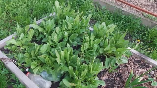 Щавель. Первые заготовки.