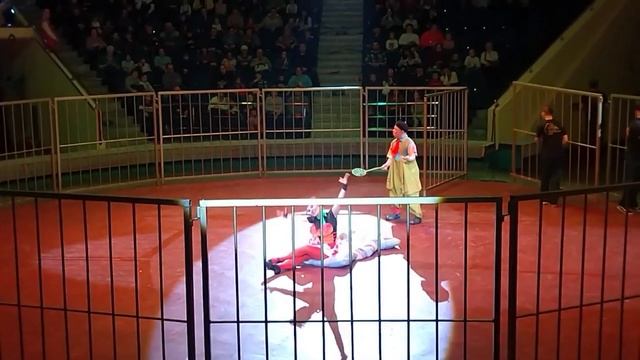 Жираф шоу: тайны и впечатления