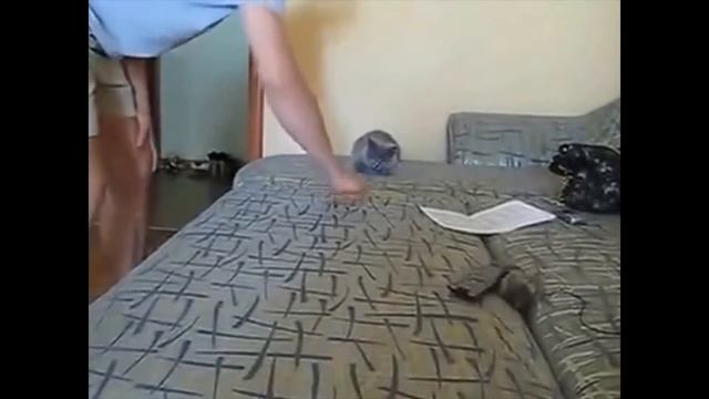ПРИКОЛЫ С КОТАМИ 2016/ ПОДБОРОЧКА № 3 смотреть онлайн