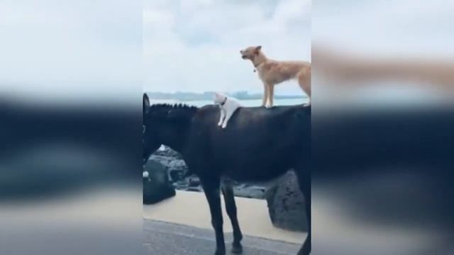 СМЕШНЫЕ КОТЫ С ОЗВУЧКОЙ.Коты 2020. приколы с котами и кошками смотреть онлайн