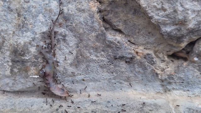 Дикий Таиланд. Добыча муравьёв смотреть онлайн