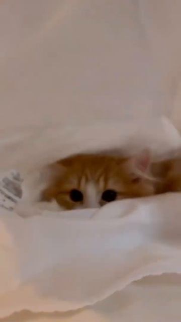 Смешные коты и кошки / Приколы с животними / коты смотреть онлайн