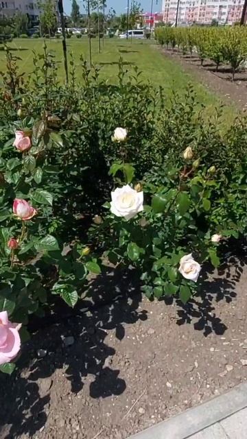 Розы. Анапа. 24 мая 2025 г. смотреть онлайн