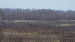 Лось, утро, около 900 метров