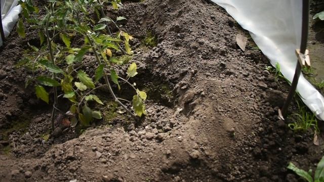 Выращивание помидоры "Бычье сердце" в открытом грунте смотреть онлайн