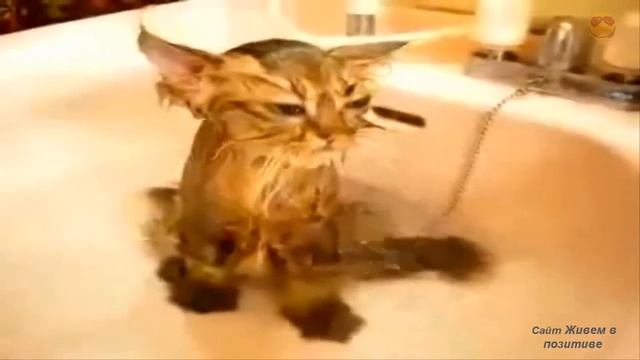 Подборка - смешные кошки смотреть онлайн