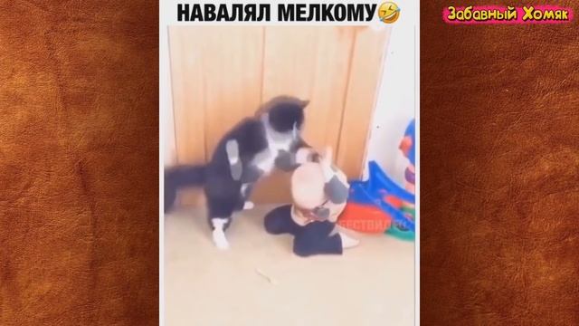 СМЕШНЫЕ ЖИВОТНЫЕ 2020 / ПРИКОЛЫ КОТЫ СОБАКИ, ЛУЧШИЕ ПРИКОЛЫ с Кошками и Собаками Funny Cats смотреть онлайн