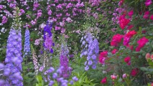 САДЫ ЯПОНИИ. РОЗОВЫЙ САД КАСУКАБЕ Резиденция Эндо Kasukabe Rose Garden Endo Residence